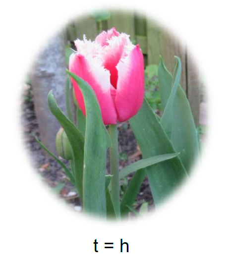 Foto van een tulp met daaronder de tekst: t = h